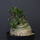 F.コルムナリス 88