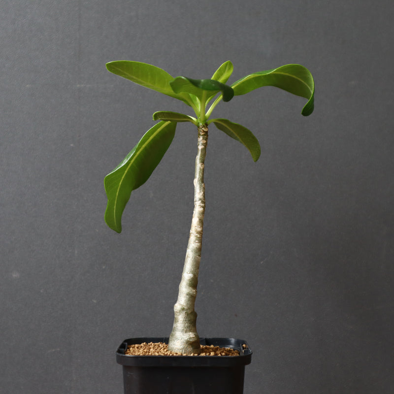 P.デカリー (実生) 1 – TaiShoDo ONLINE SHOP