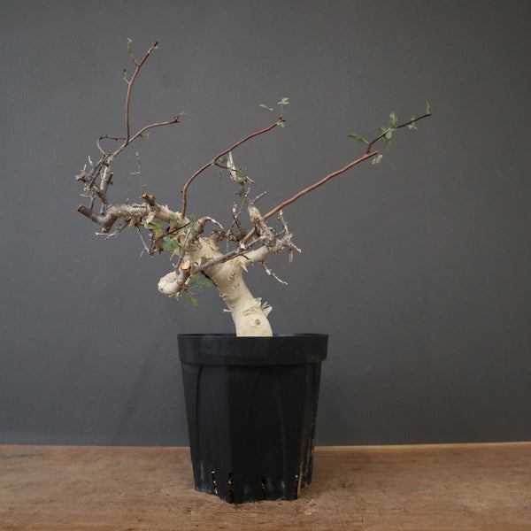 塊根植物 – 11ページ目 – TaiShoDo ONLINE SHOP