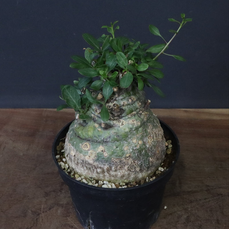 F.コルムナリス 88