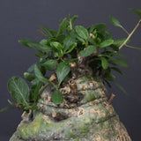 F.コルムナリス 88