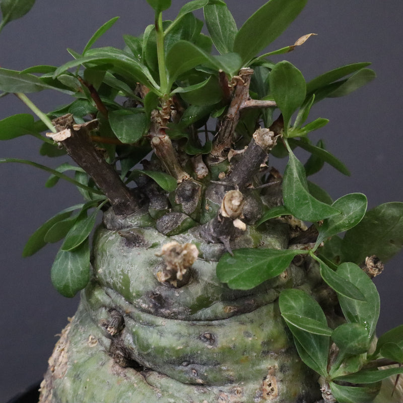 F.コルムナリス 88