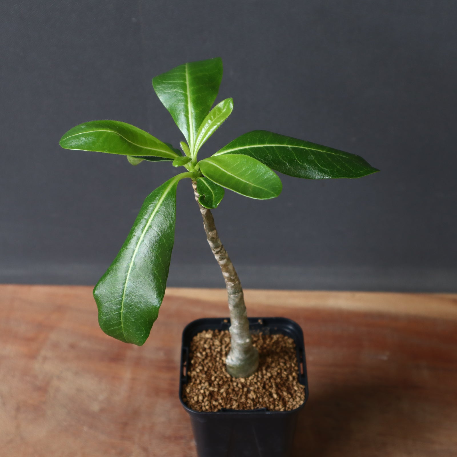 パキポディウム　デカリー　実生 P.デカリー (実生) 1 – TaiShoDo ONLINE SHOP