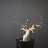 C.カタフ 3