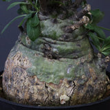 F.コルムナリス 88