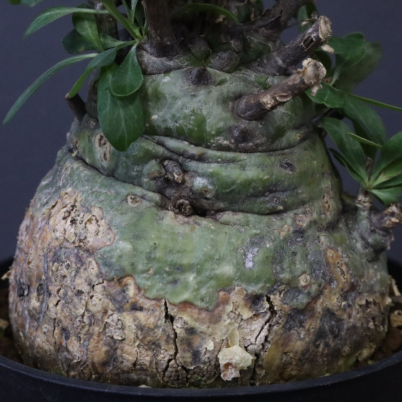 F.コルムナリス 88