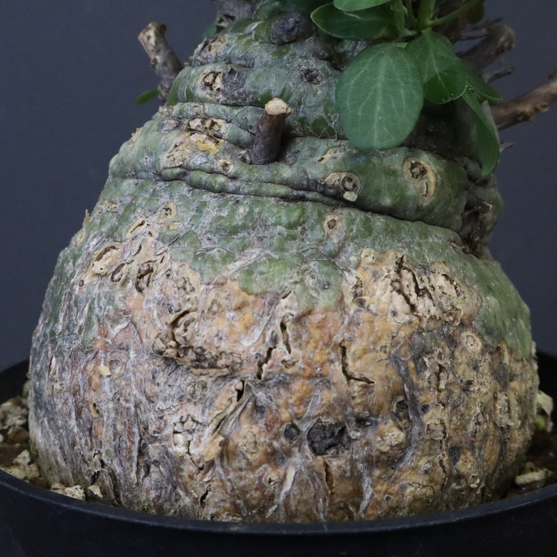 F.コルムナリス 88