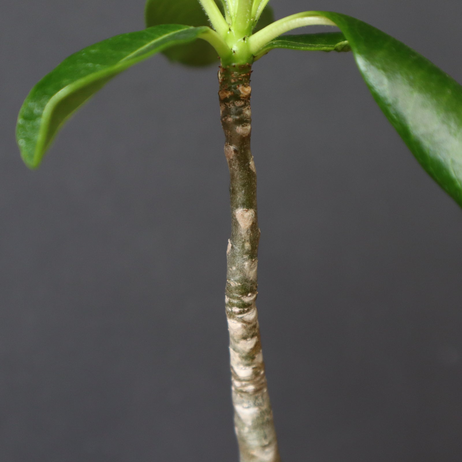 P.デカリー (実生) 1 – TaiShoDo ONLINE SHOP