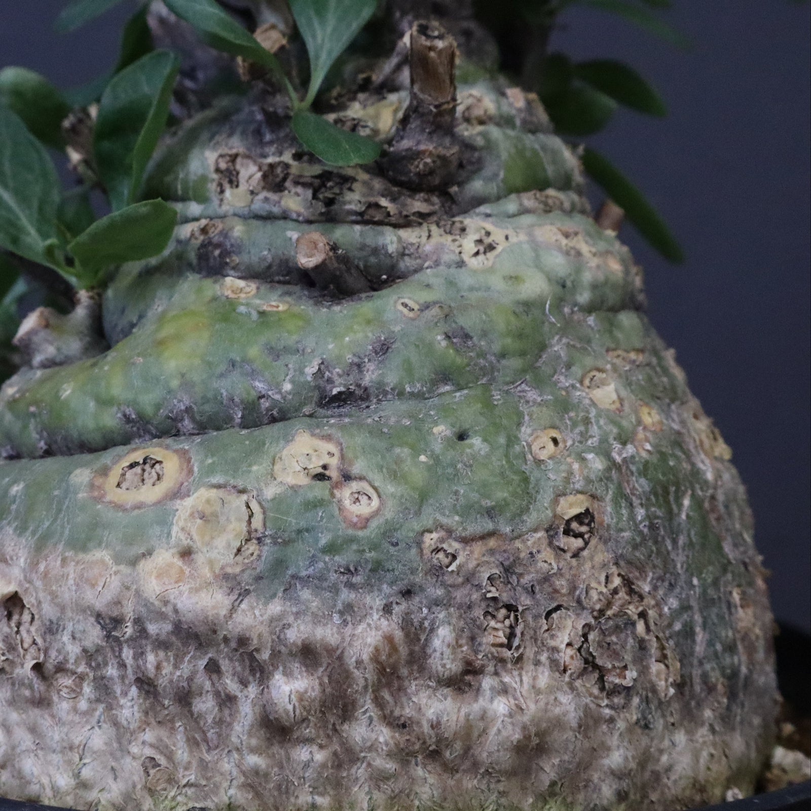 F.コルムナリス 88 – TaiShoDo ONLINE SHOP