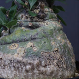 F.コルムナリス 88