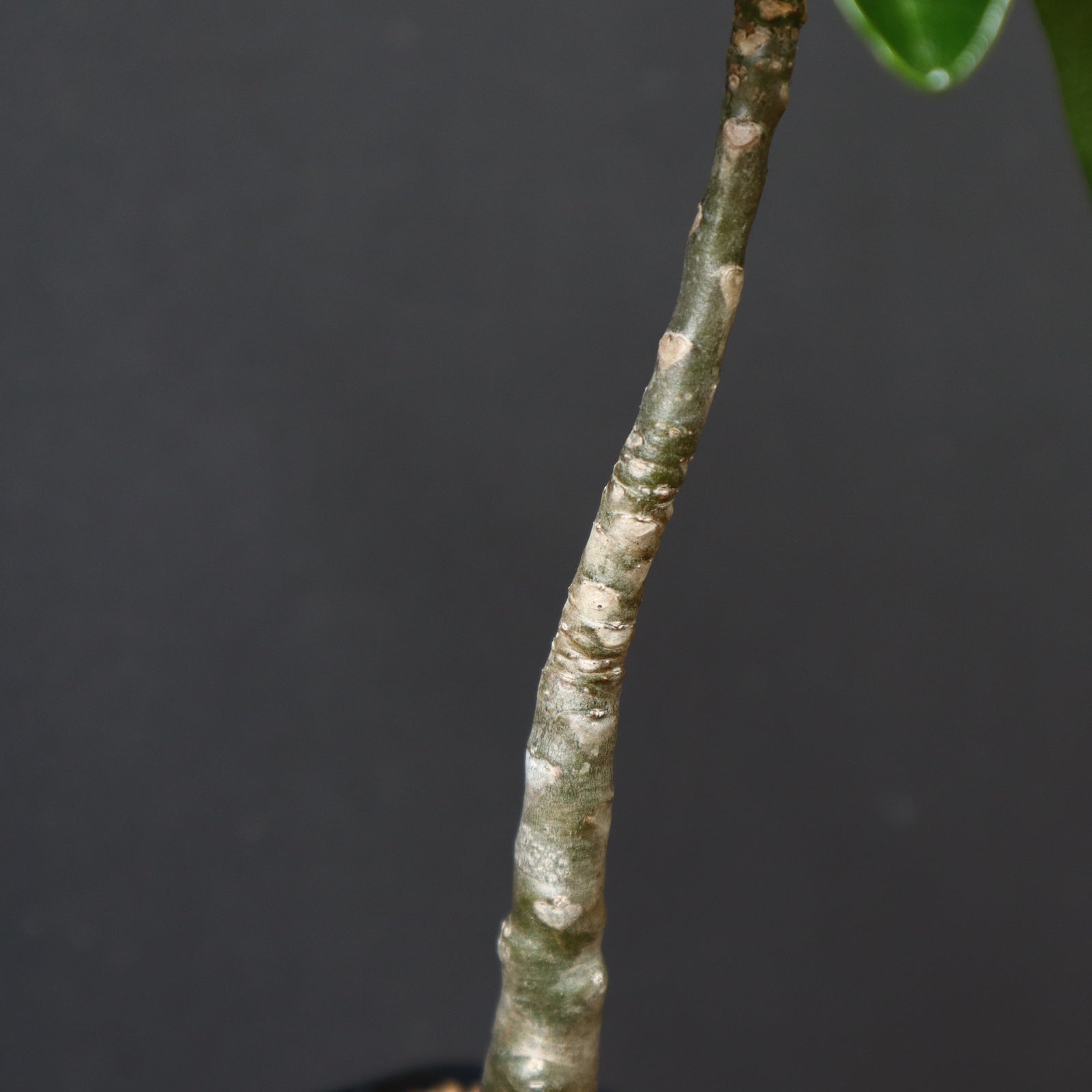 P.デカリー (実生) 1 – TaiShoDo ONLINE SHOP