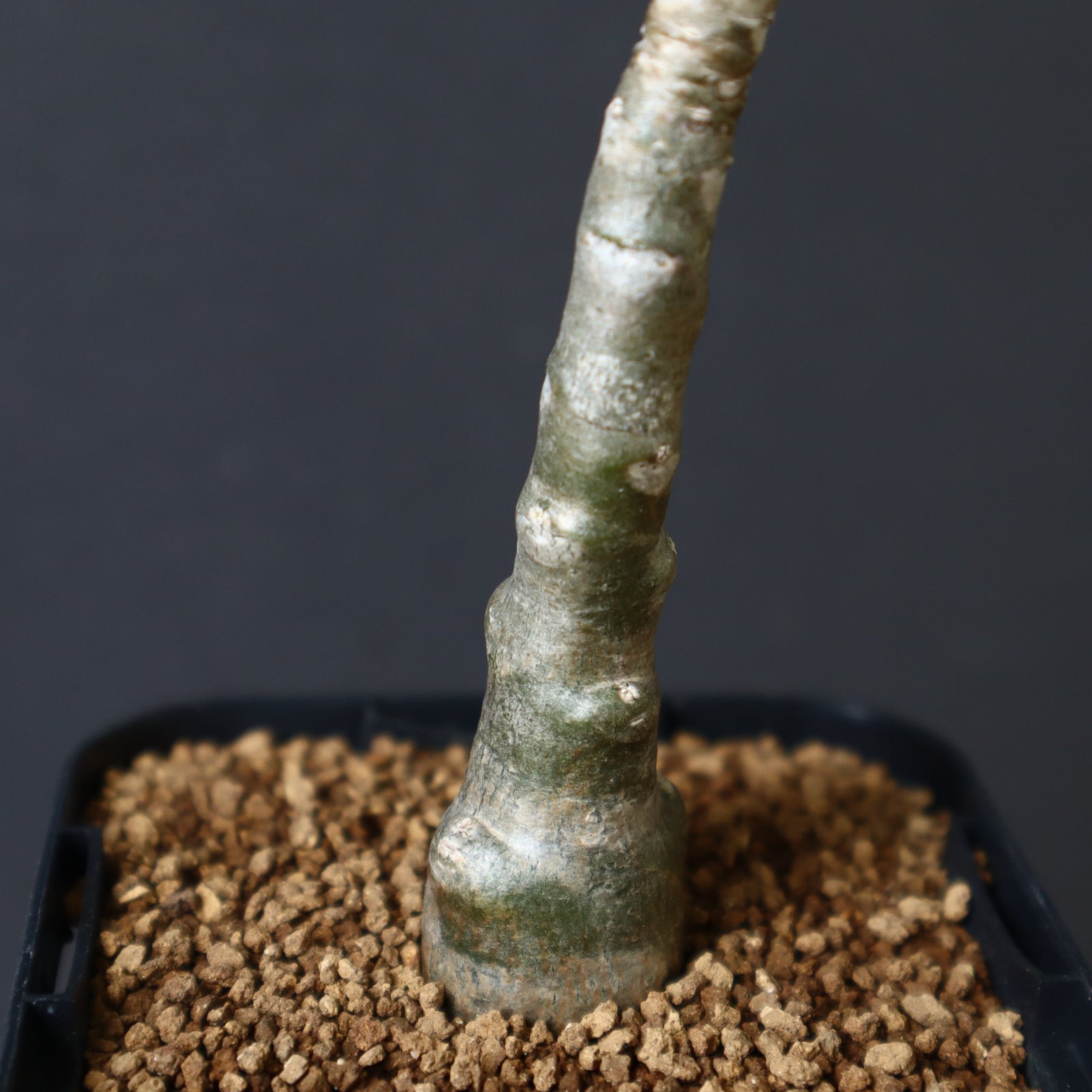 P.デカリー (実生) 1 – TaiShoDo ONLINE SHOP