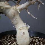 C.カタフ 3