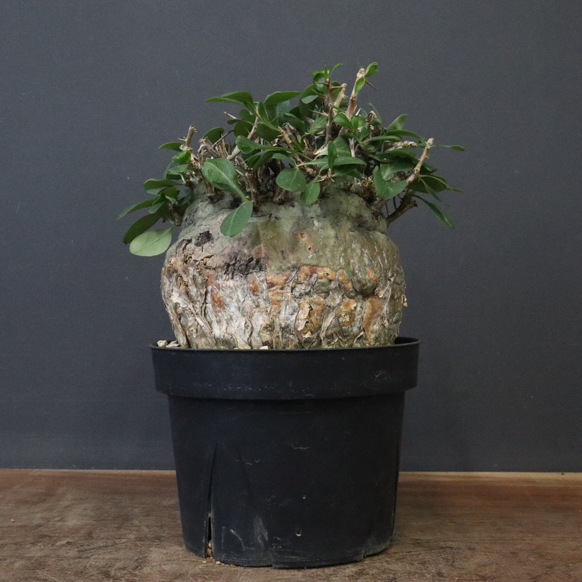 塊根植物 – 8ページ目 – TaiShoDo ONLINE SHOP