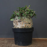 F.コルムナリス 80