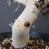 C.カタフ 3