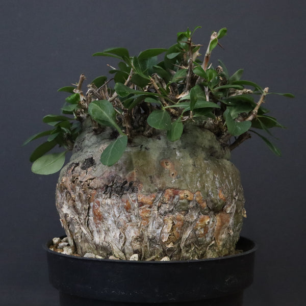 F.コルムナリス 80