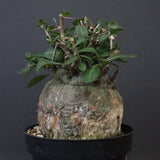 F.コルムナリス 80