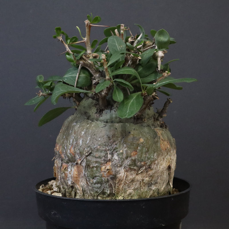 F.コルムナリス 80