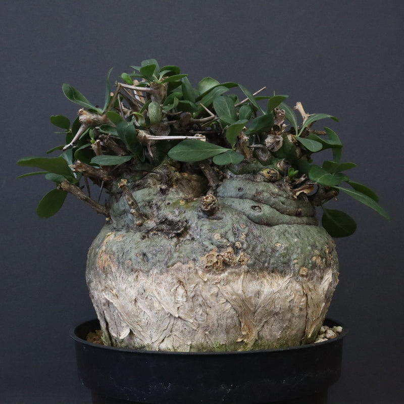 F.コルムナリス 80