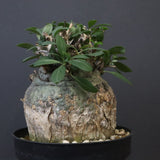 F.コルムナリス 80