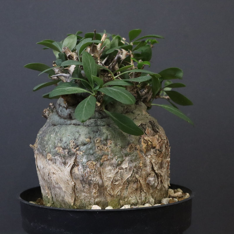 F.コルムナリス 80