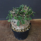 F.コルムナリス 80