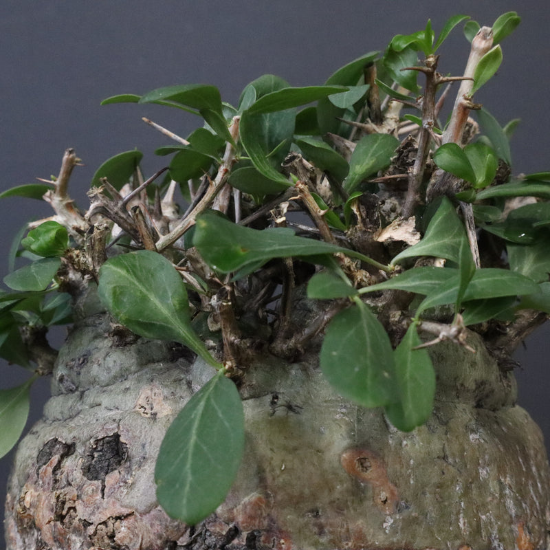 F.コルムナリス 80