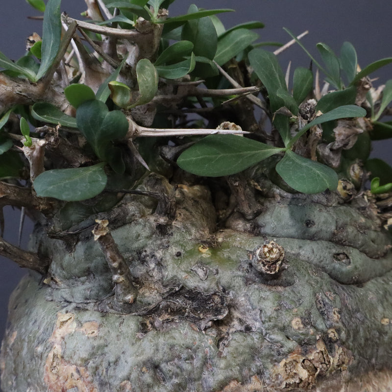 F.コルムナリス 80