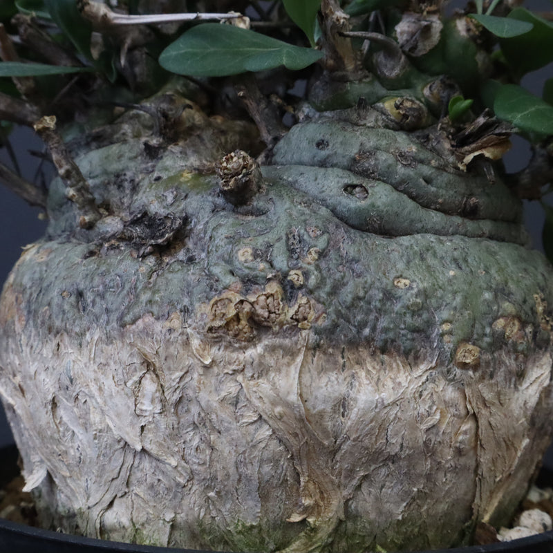 F.コルムナリス 80