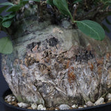 F.コルムナリス 80