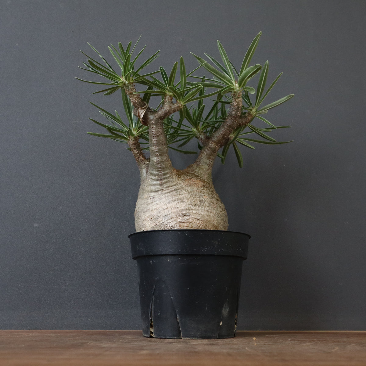 パキポディウム・グラキリス – TaiShoDo ONLINE SHOP