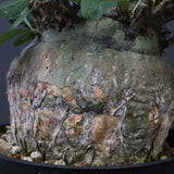 F.コルムナリス 80