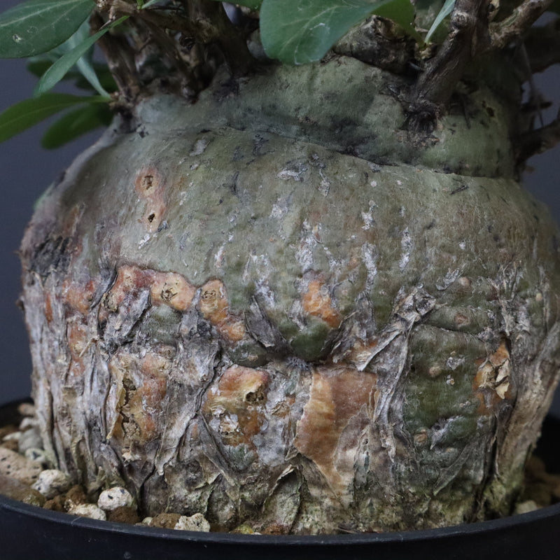 F.コルムナリス 80