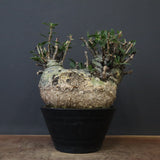 F.コルムナリス 83