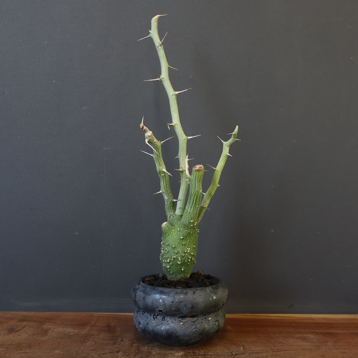 おしゃれ鉢と。 – TaiShoDo ONLINE SHOP