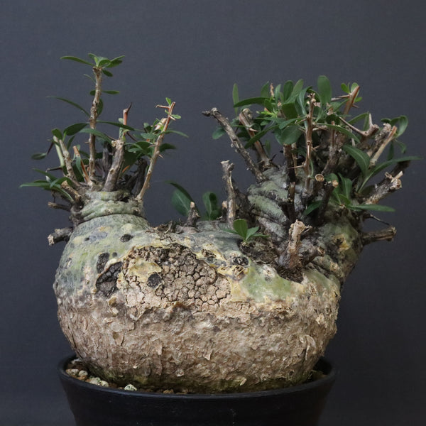 F.コルムナリス 83