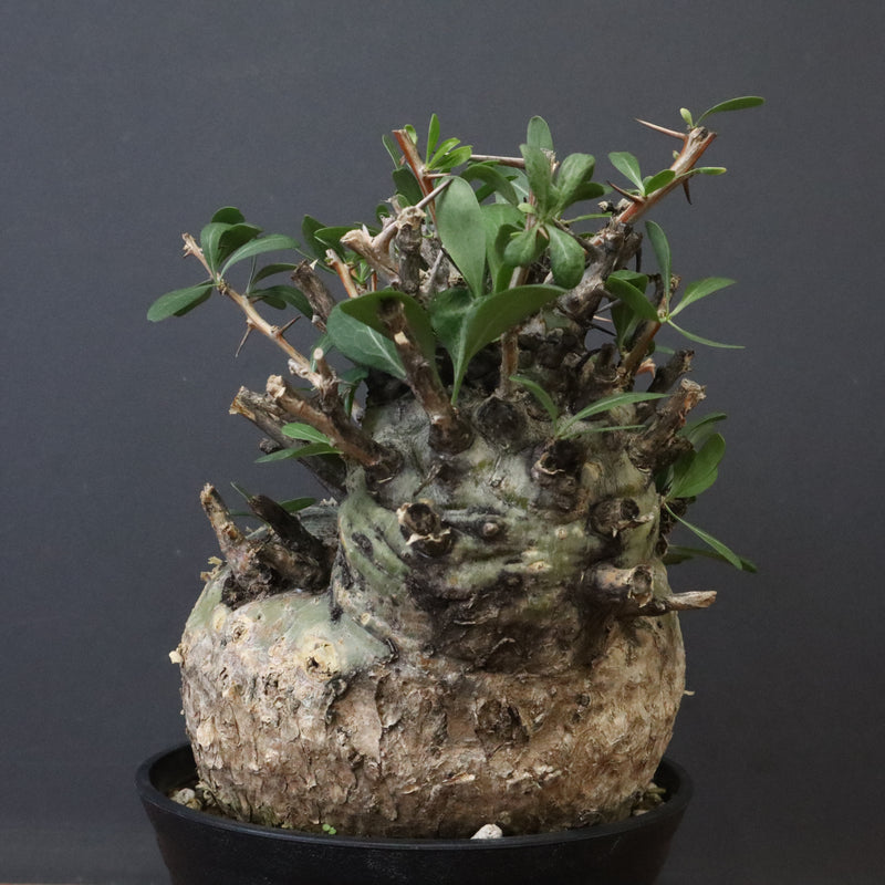 F.コルムナリス 83