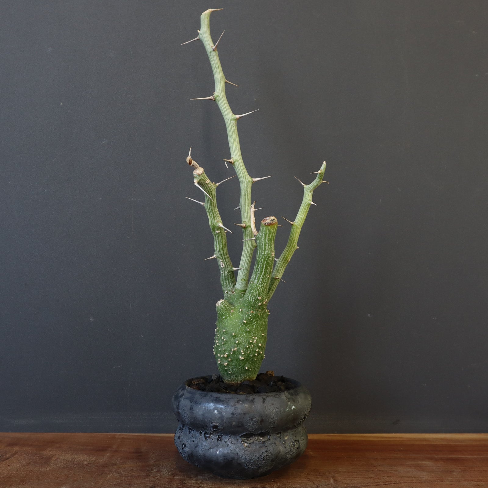 中川智治陶器鉢】A.バリー（実生）6 – TaiShoDo ONLINE SHOP