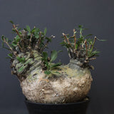 F.コルムナリス 83