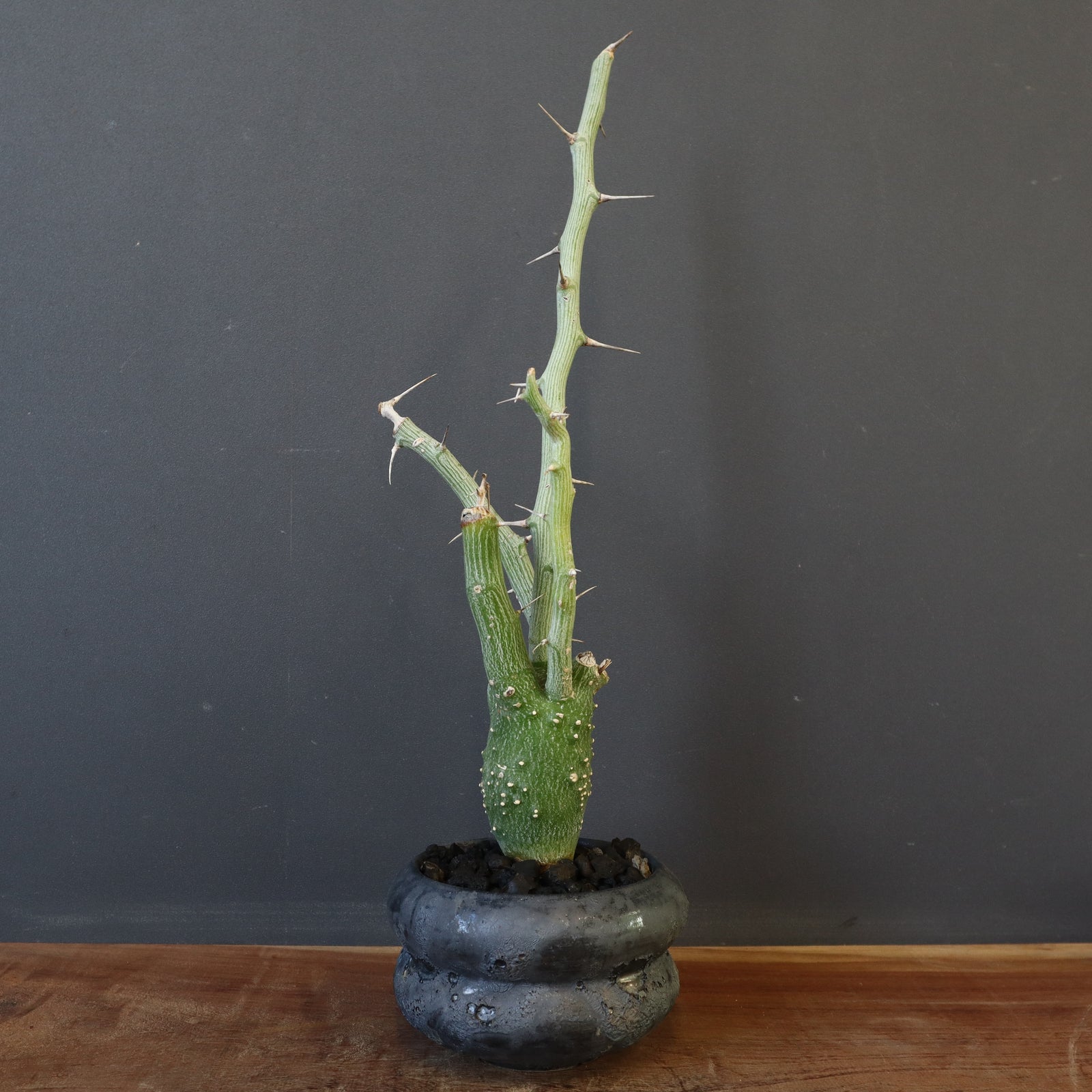 大鉢 美品 中川智治 作家鉢 植木鉢 アガベ raw life factory4 中川智治