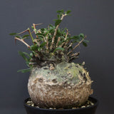 F.コルムナリス 83