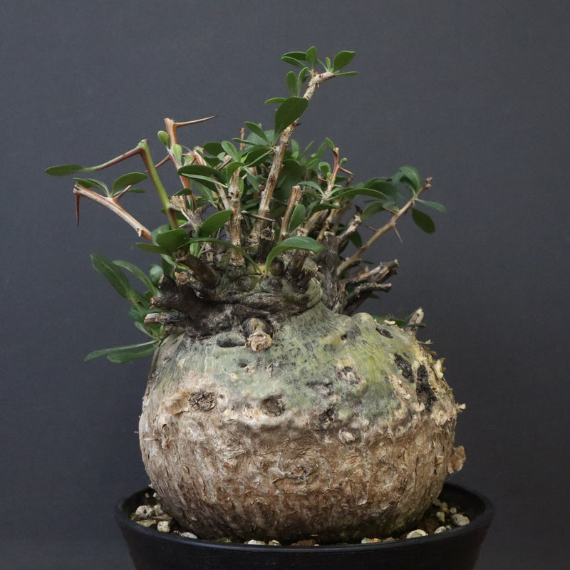 F.コルムナリス 83