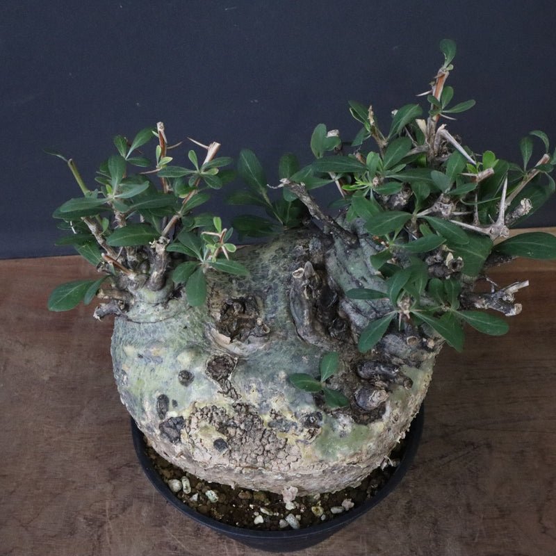 F.コルムナリス 83