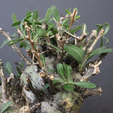 F.コルムナリス 83