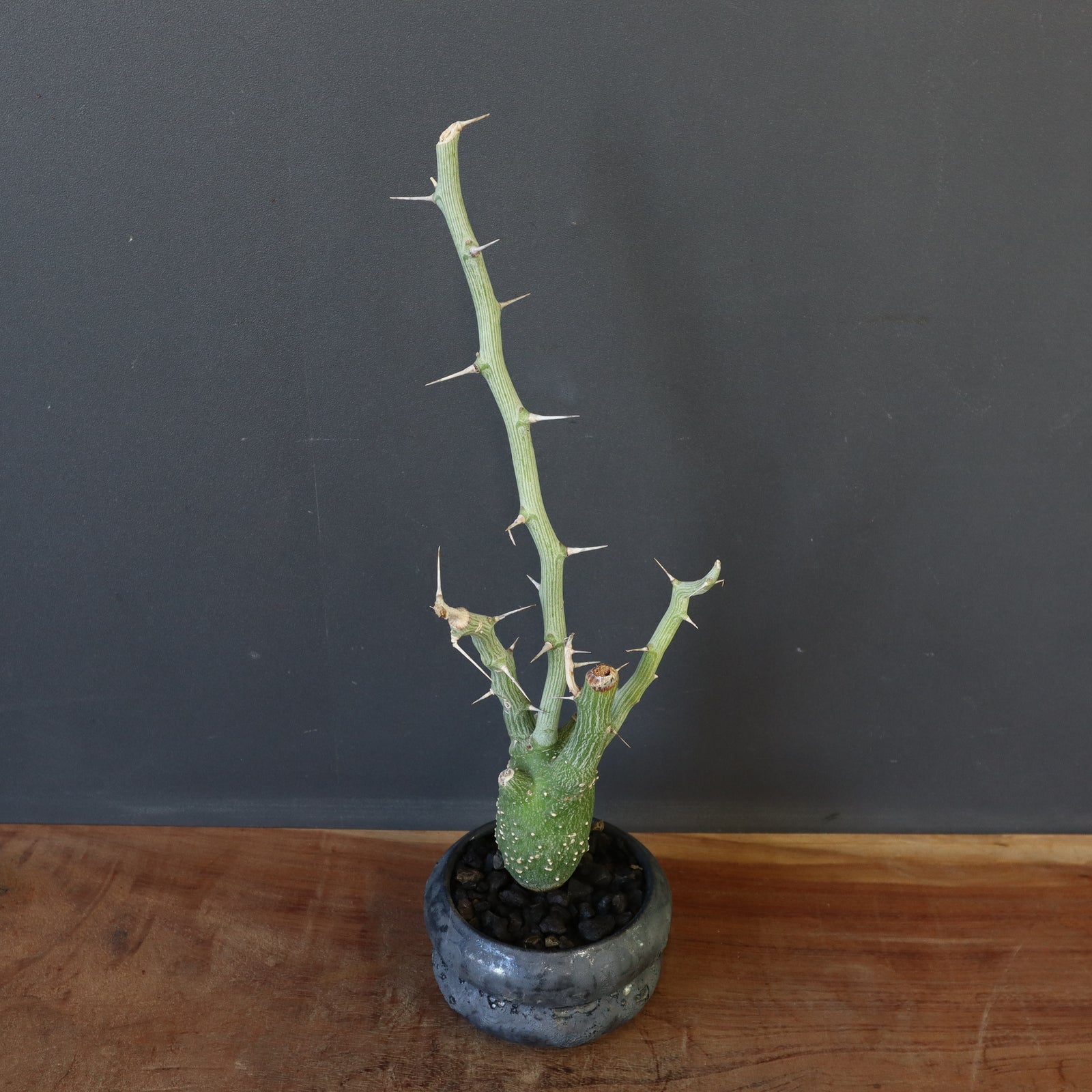 中川智治陶器鉢】A.バリー（実生）6 – TaiShoDo ONLINE SHOP