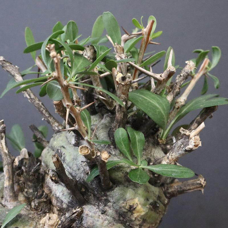 F.コルムナリス 83