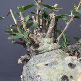 F.コルムナリス 83