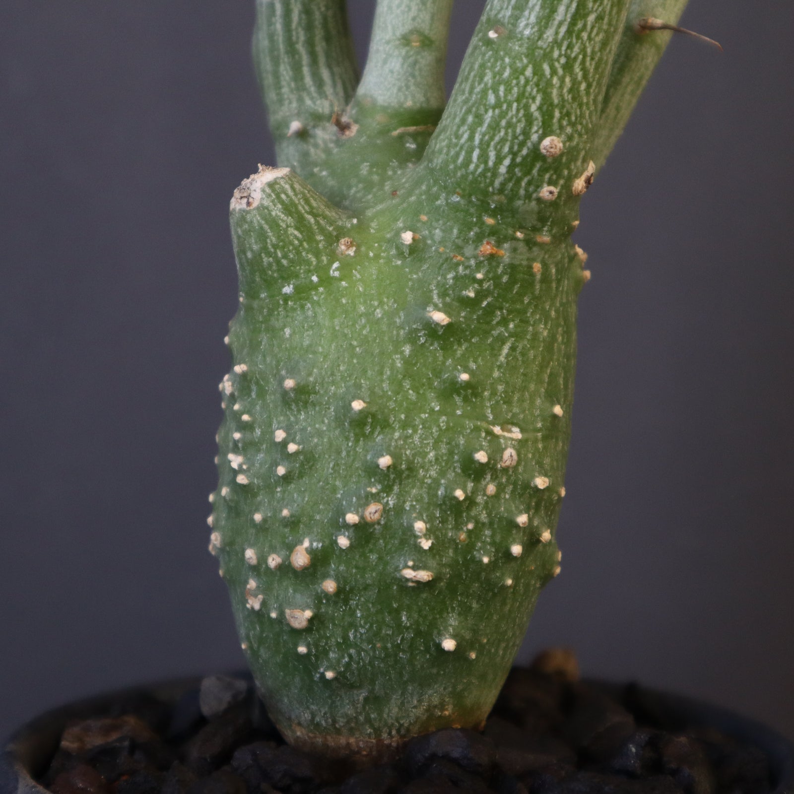 中川智治陶器鉢】A.バリー（実生）6 – TaiShoDo ONLINE SHOP