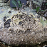 F.コルムナリス 83